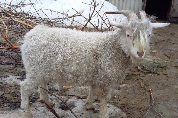 Ангорская порода коз — лидер шерстяного производства