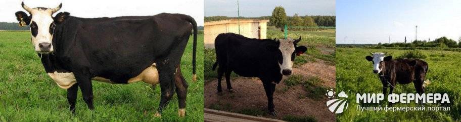 Ярославская порода коров: фото, описание, продуктивность и содержание