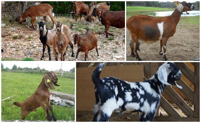 Все что стоит знать фермеру о козах нубийской породы