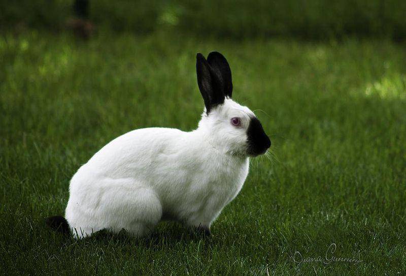Породы кроликов: обзор и описание самых известных видов