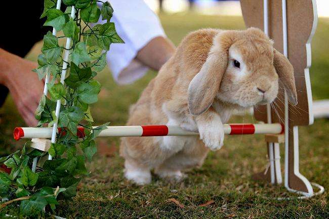 ᐉ как дрессировать кролика в домашних условиях? - zooon.ru