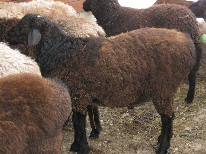 Эдильбаевская порода овец: описание, характеристика