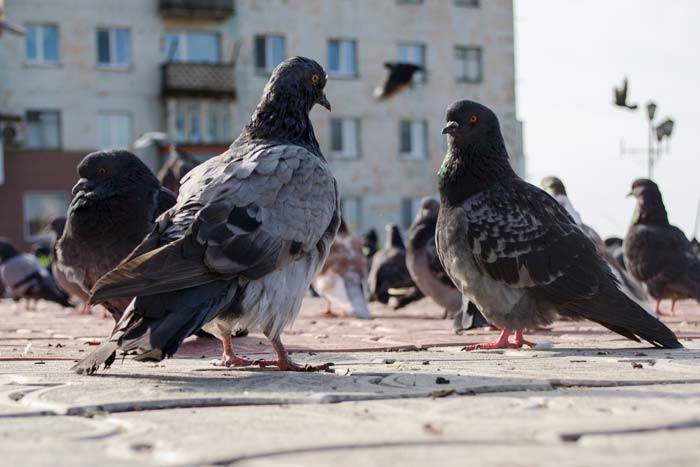 Сколько лет живут голуби в природе, городе, в домашних условиях