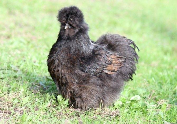 Ухейилюй порода кур описание – китайская черная курица с зелеными яйцами