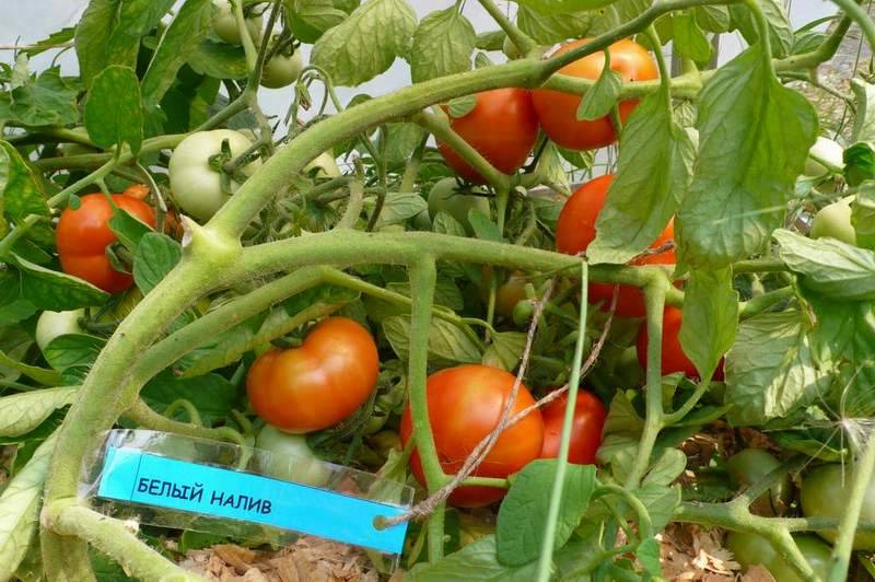 Томат белый налив: уход и выращивание помидоров, пасынкование, описание и характеристика сорта