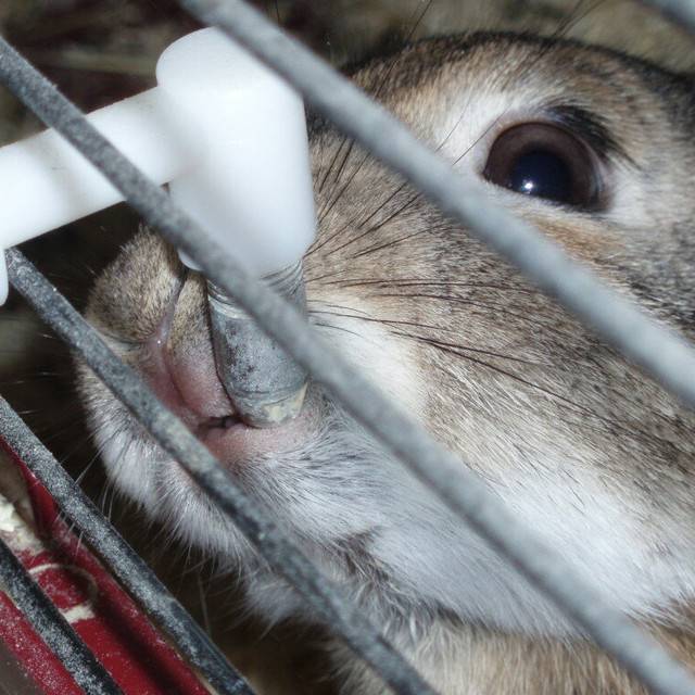 Чем и как поить кроликов зимой на улице в домашних условиях, если вода замерзает