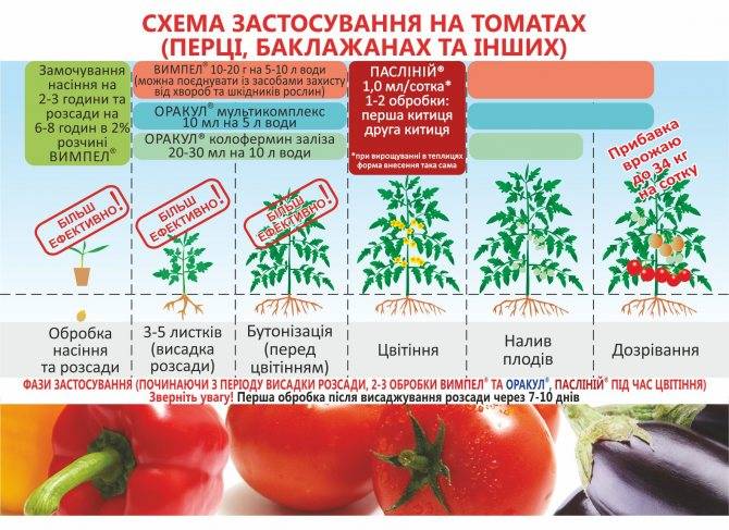Рассада помидор — от посева семян томатов до посадки рассады в открытый грунт