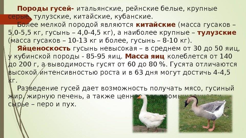 Породы гусей с фото и описанием