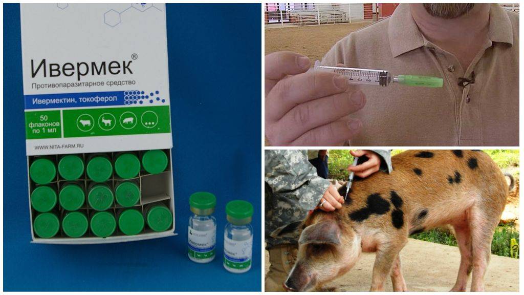 Ивермек: инструкция по применению для животных в ветеринарии, дозировка для свиней, овец, крс