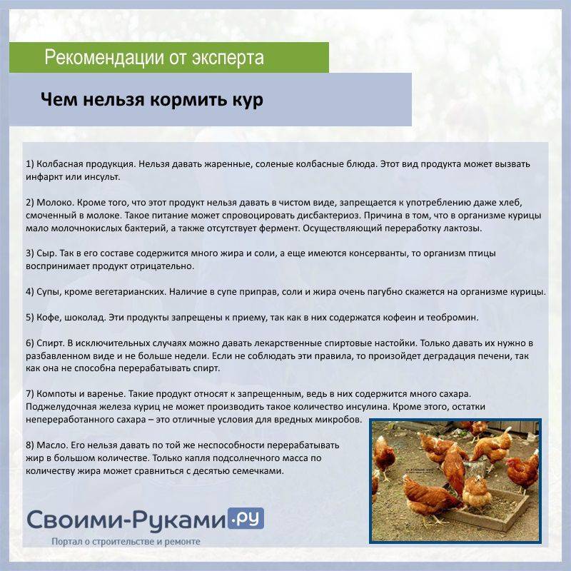 ᐉ дрожжевание кормов для кур своими руками: технология, рецепты - zooon.ru