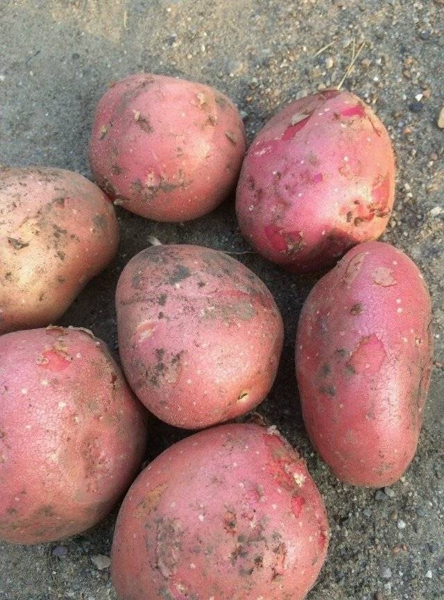 Сорт гала картофель характеристика, фото, урожайность, отзывы