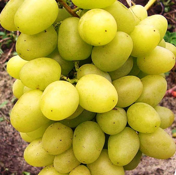 Виноград аркадия: описание сорта фото, выращивание