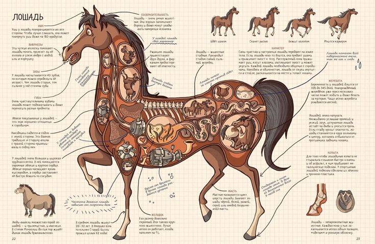 Экстерьер лошади: основные стати коней