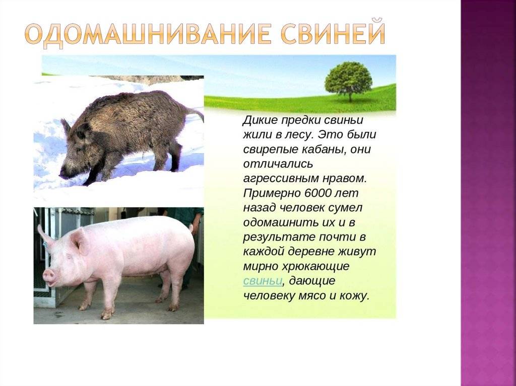 Чем интересны домашние свиньи