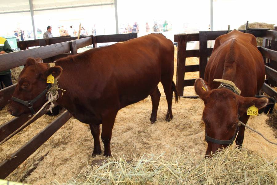 Описание и характеристика коров породы обрак, правила их содержания