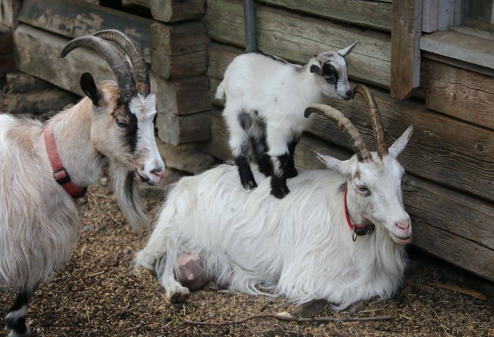 Альпийские козы (фото) - содержание, отзывы описание ухода за породой