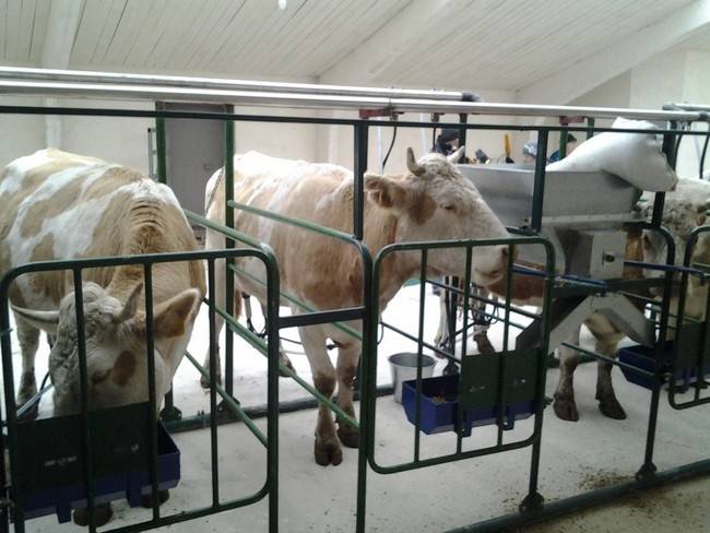 Как выбрать быка для искусственного осеменения коров - мои коровы