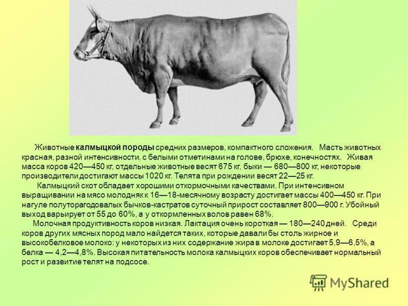 Калмыцкая порода коров крс: описание, продуктивность, содержание и кормление