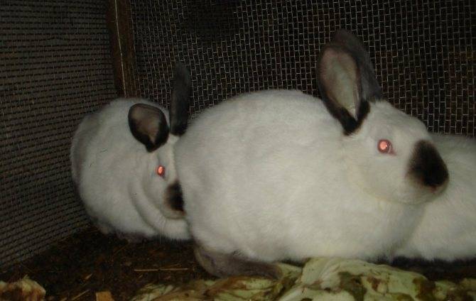 Сколько живут карликовые кролики в домашних условиях: как увеличить продолжительность жизни кролика (видео)