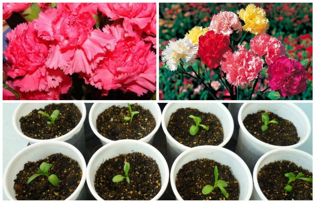 Выращивание рассады цветов: посев на рассаду в январе, феврале, марте и апреле