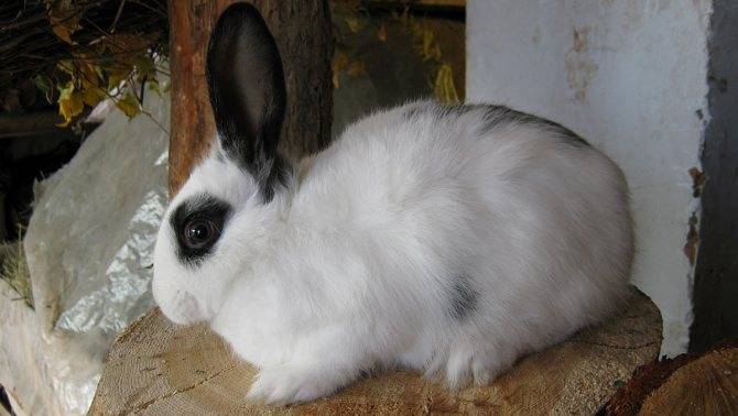 Русский горностаевый кролик — описание и особенности