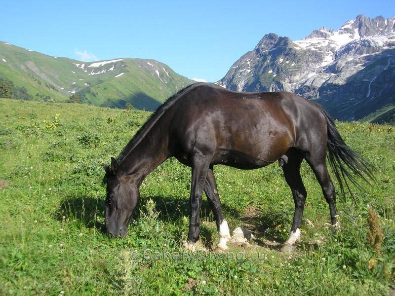 Лошадь карачаевской породы: описание, содержание и разведение