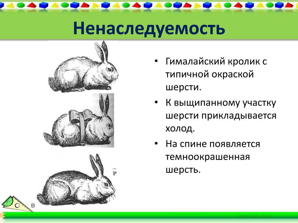 ᐉ какие породы кроликов лучше скрещивать между собой? - zoomanji.ru