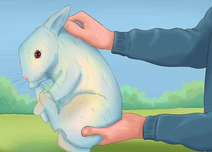 Как приучить кролика к туалету, рукам, выполнению команд