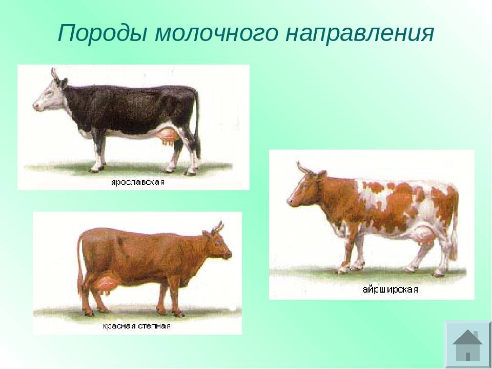 Характеристика пород крупного рогатого скота молочного направления продуктивности