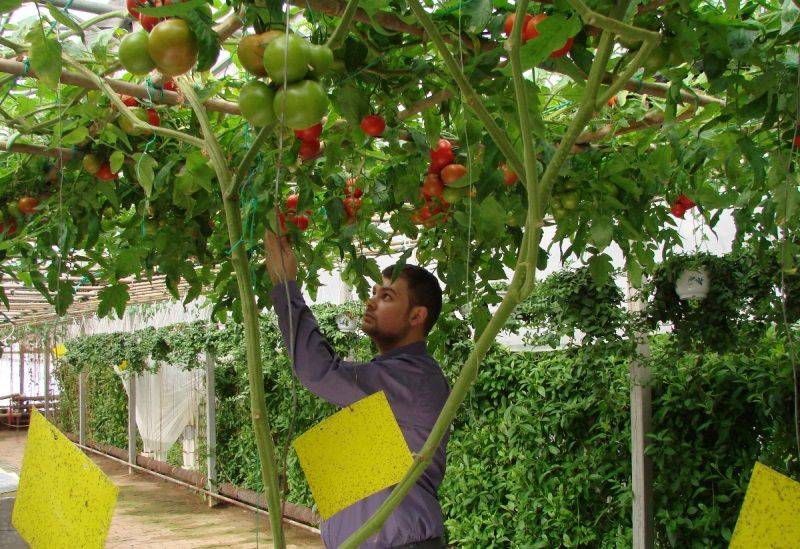 Сорт томата Спрут F1: технология выращивания