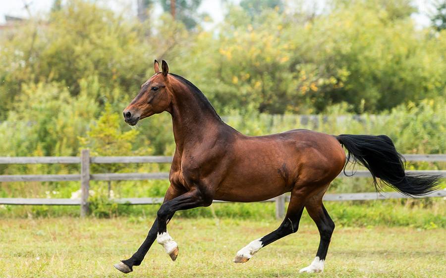 Орловский скакун: описание и характеристика породы лошадей