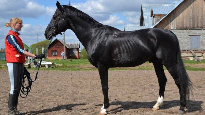 Тракененская порода лошадей: фото и характеристики
