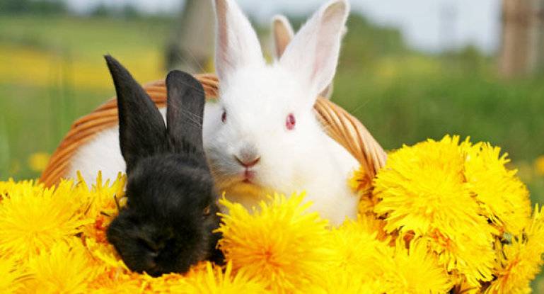 Можно ли кормить кроликов одуванчиками: объясняем обстоятельно