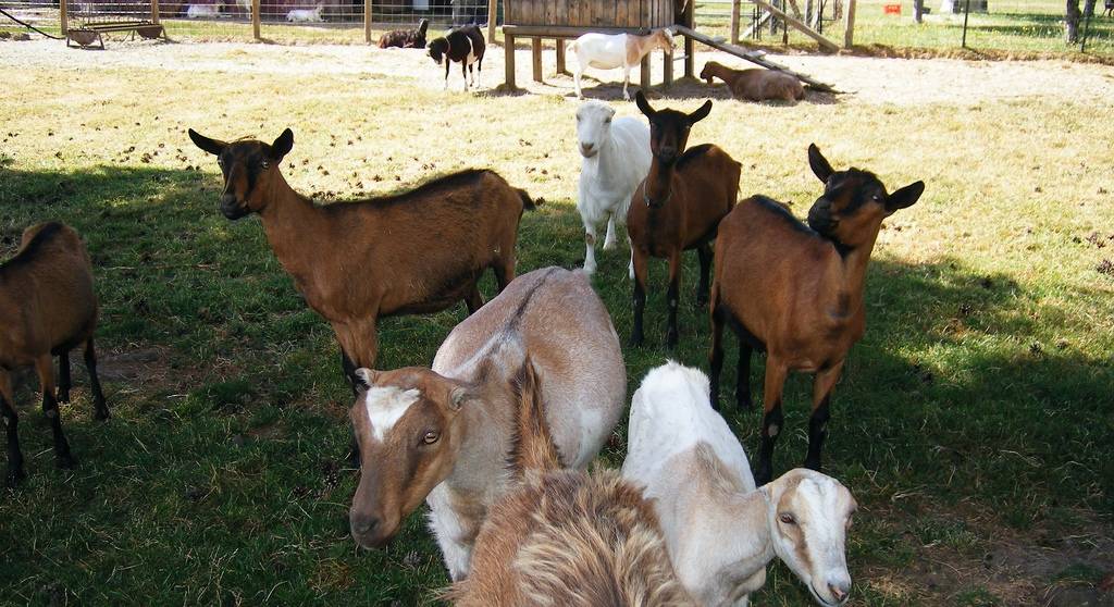 Преимущества и недостатки коз породы ламанча