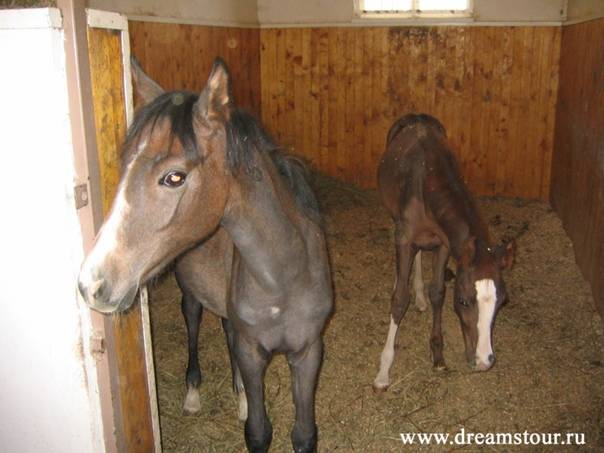 Разведение лошадей: как размножаются и как разводить? особенности и правила