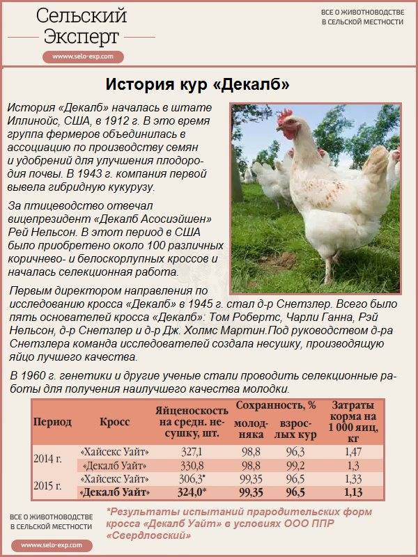 ᐉ русская белая порода кур: описание, фото и отзывы - zooon.ru