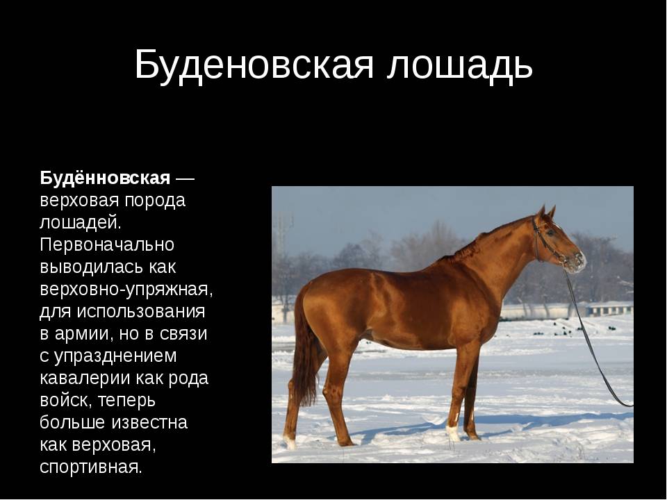 Буденновская лошадь - история породы, экстерьер, особенности характера, преимущества