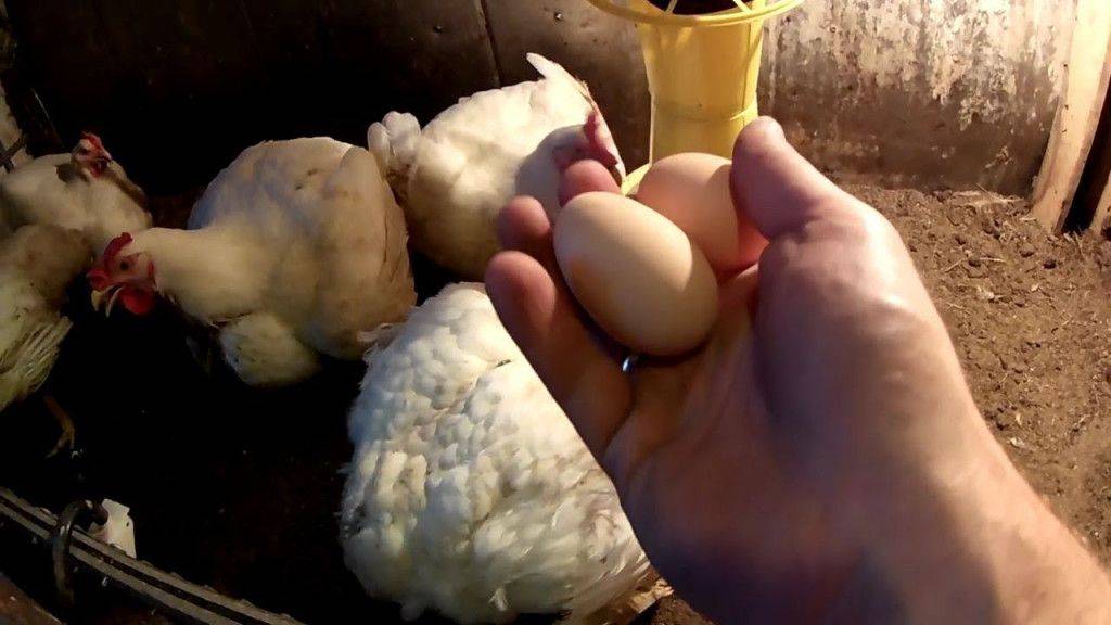 Можно ли получить яичную продукцию от бройлерных кур?