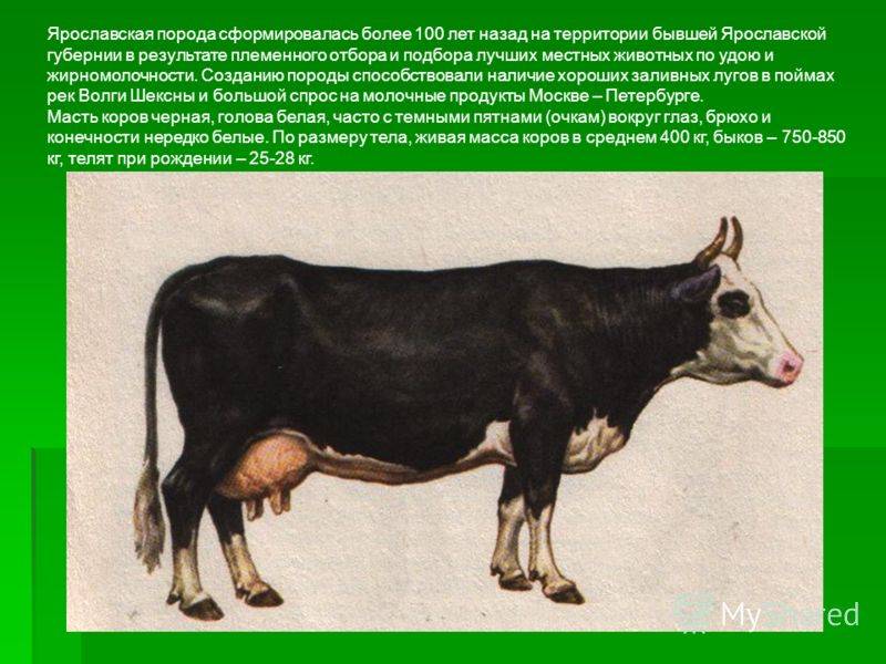 "ярославская" порода коров