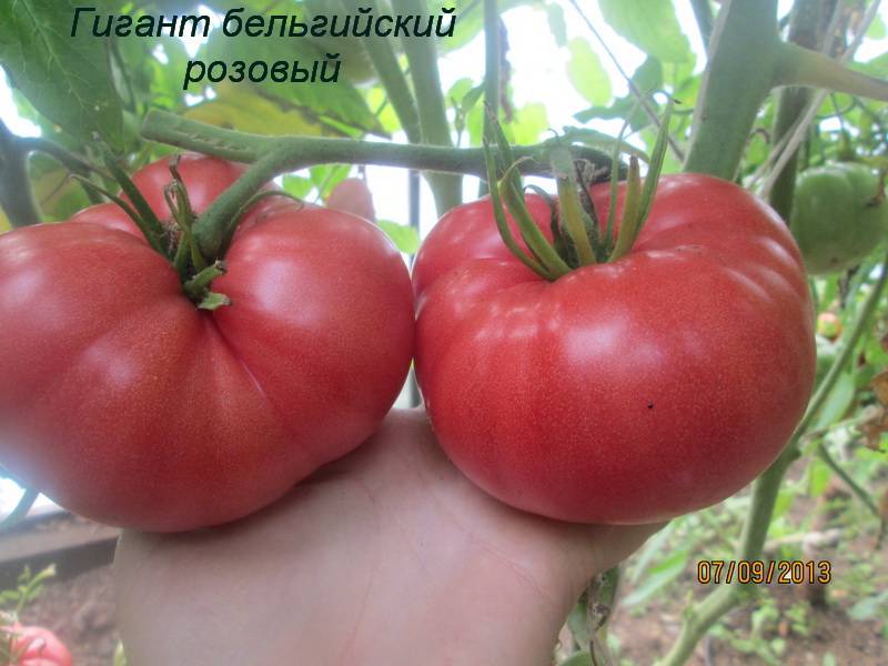 Помидор розовый гигант (35 фото): томат, характеристика, описание, выращивание, сорта, отзывы