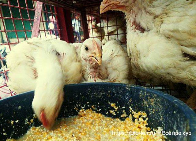 Почему птиц нельзя кормить пшеном: советы применения для корма
