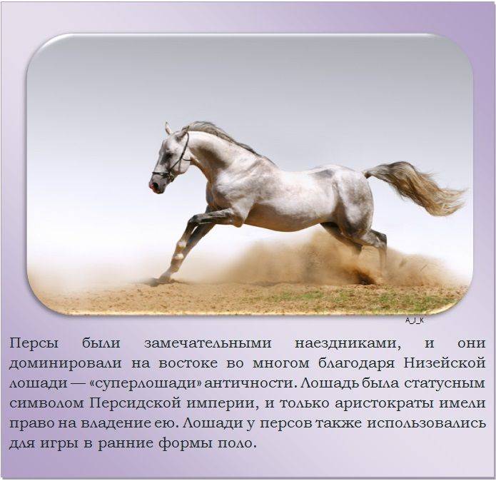 Самые интересные и увлекательные факты о лошадях