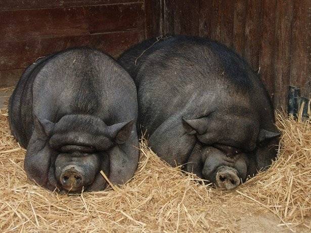 Вьетнамские вислобрюхие свиньи и поросята: выращивание, содержание и описание
