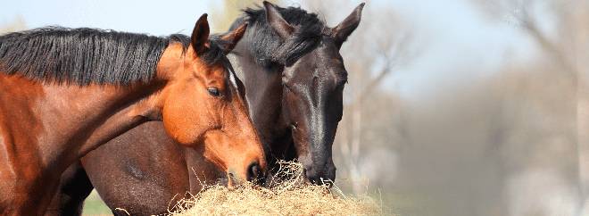 Разведение лошадей: особенности выбора коня для потомства, основной уход, правильное содержание и выращивание