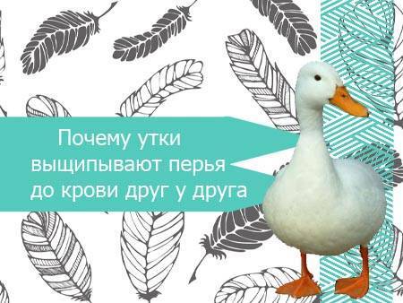 Почему гусята выщипывают пух друг у друга - oozoo.ru