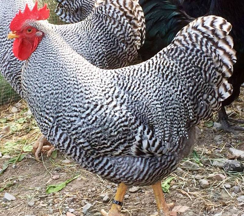 Курицы породы амрокс - описание, отзывы, характеристика