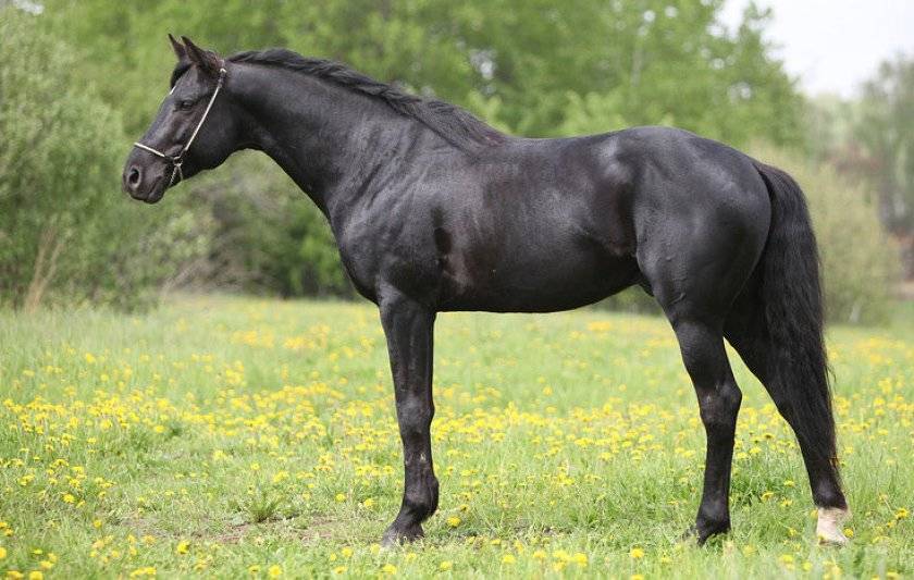 Ганноверская порода лошадей – характеристика и содержание