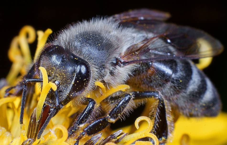 Серая кавказская порода пчел: отличия, фото