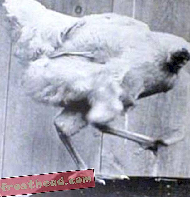 Курица без головы: сколько может прожить, почему бегает и удивительная история как курица жила без головы