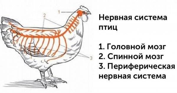 Курица без головы: сколько может прожить и почему